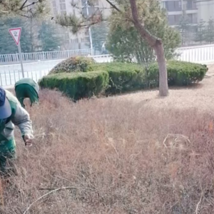 清理綠化帶枯枝落葉，營(yíng)造干凈整潔轄區(qū)環(huán)境